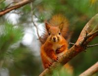 Cute Red Squirrel In Pine Tree